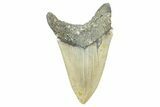 Serrated, Fossil Megalodon Tooth - North Carolina #371668-1